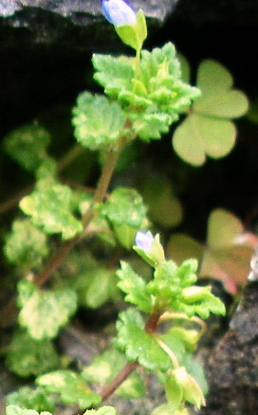 piantina a fiorellini celesti - Veronica cfr. polita